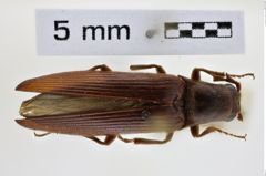 Foto (Dorsalansicht) von Anisomerus foveifrons (NHMW-ZOO-COL-0008510)